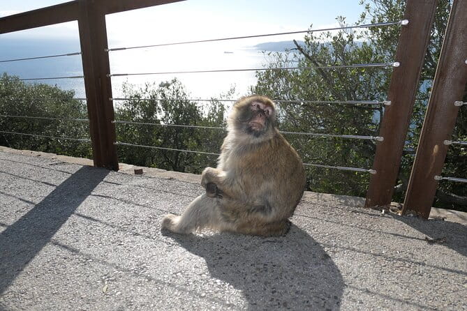 Gibraltar Sightseeing Tour with Monkeys and Panoramic views - Practical Details and Why They Matter