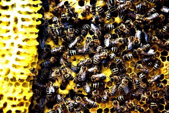 Give Bees a chance! - Why This Tour Might Be Perfect for You