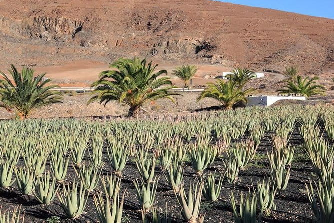 Gran Canaria Historic Tour - Yestarday and Today Premium - Learning About Aloe Vera and Banana Cultivation