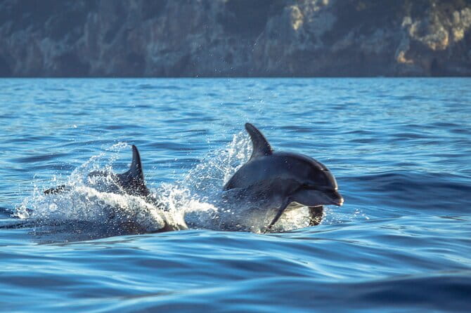 Guided Dolphin Watching in the Arrábida Natural Park - What You Can Expect During the Trip