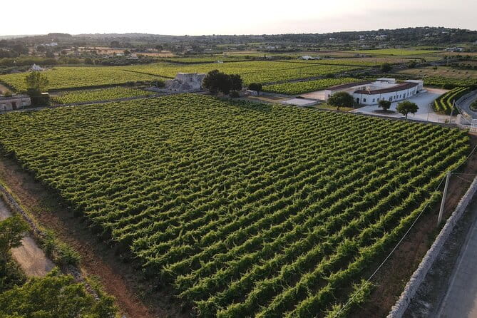 Guided Visit to the Vineyard with Wine Tasting - Practical Tips and Considerations