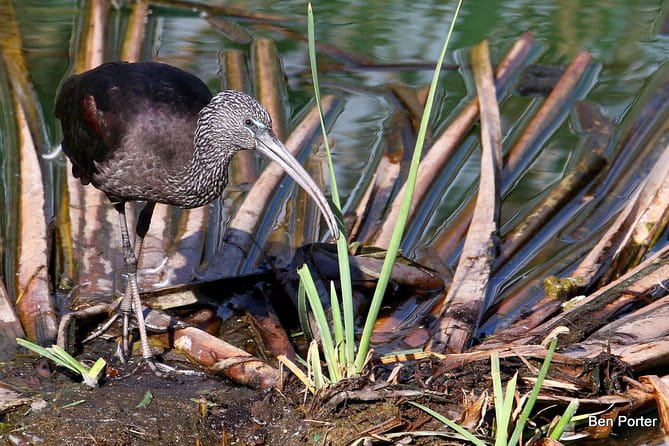 Half-day birdwatching around Faro - Itinerary Breakdown: Diving Into the Bird Habitats
