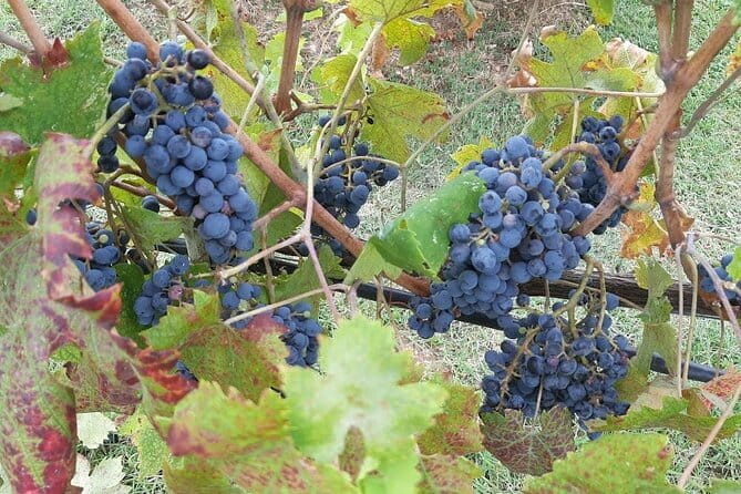 HALF-DAY: Chianti Classic Tour with Wine Experience & visit of San Gimignano - Exploring San Gimignano: A Medieval Treasure