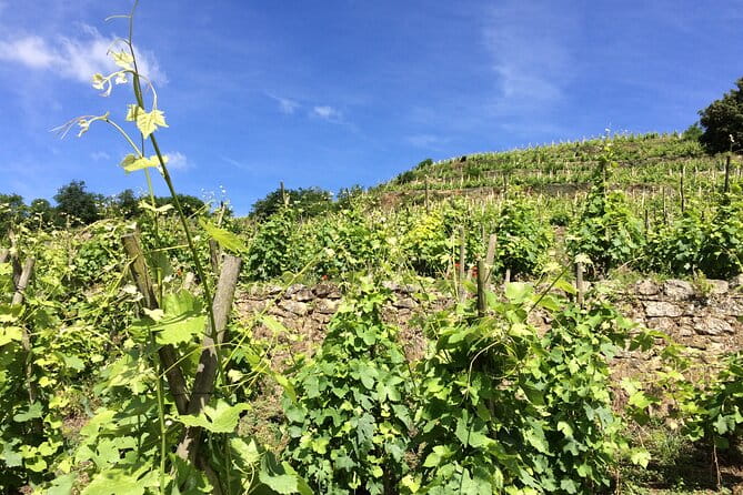 Half-Day Cotes du Rhone Private Wine Tour from Lyon - The Sum Up