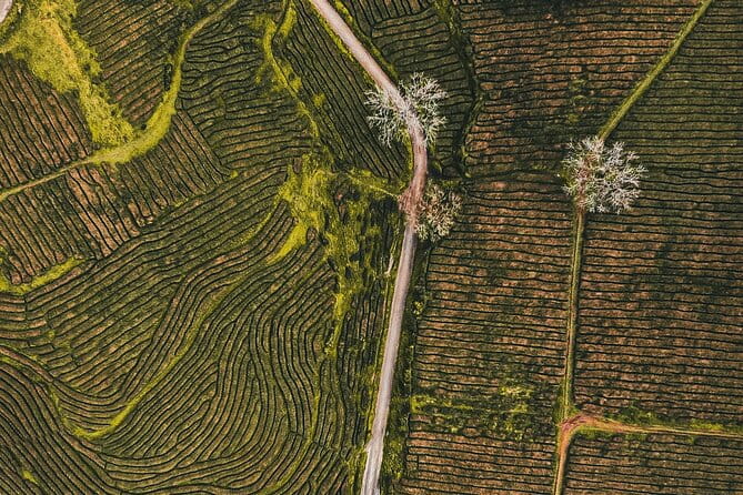 Half day Gorreana - Pedestrian Walk and Tea Tasting (Min. 2 persons) - Why This Tour Adds Value