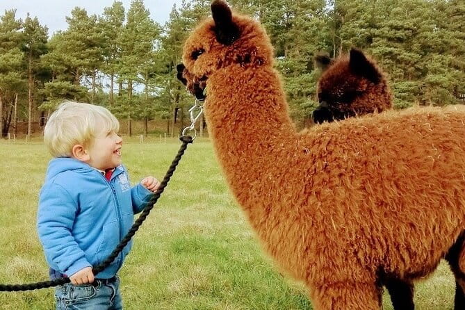 Highland Cows, Walk Alpacas & Visit a Scottish Wildlife Centre - FAQ: Common Questions About This Tour