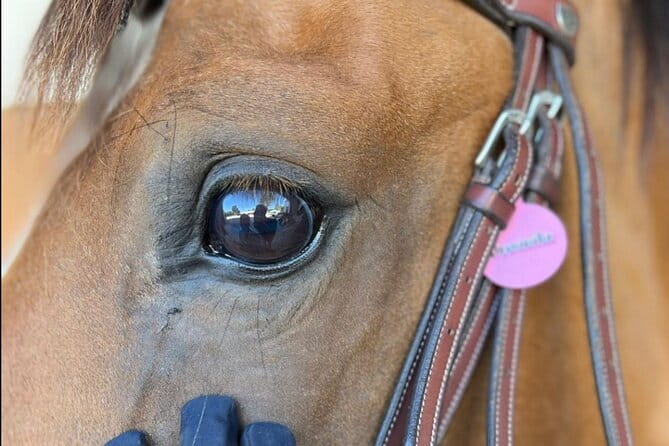 Horse Riding in Aveiro - Ílhavo - Who Should Consider This