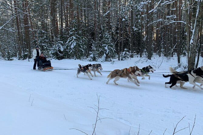 Husky dog sled/bike kart ride in Latvia ~ 3h group tour from Riga - FAQ