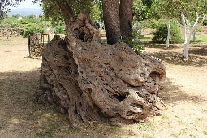 In Crete Discover the miracle of Olive Oil and Organic Fruits - Who Will Love This Tour?