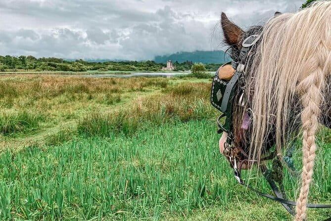 Killarney Jaunting Car Tour - Who Will Love This Tour?