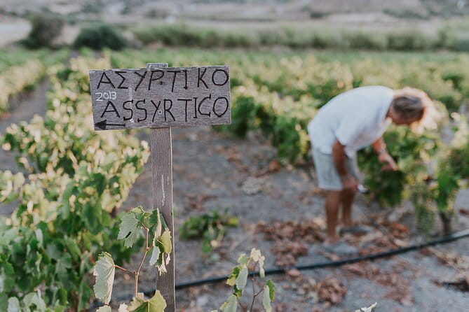 Kostantakis Winery - Milos Island Tour & Wine Tasting Experience - Practical Tips for Your Visit