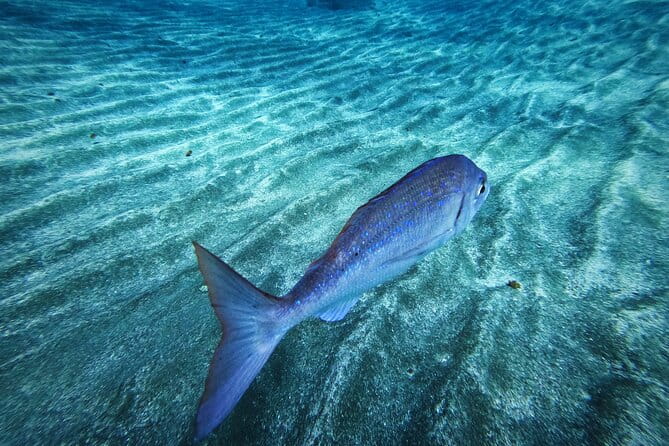 Learn Scuba Diving in Tenerife with Photos Included - Final Thoughts