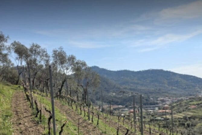 Lievàntu Wine Experience - What You’ll See and Do on the Tour