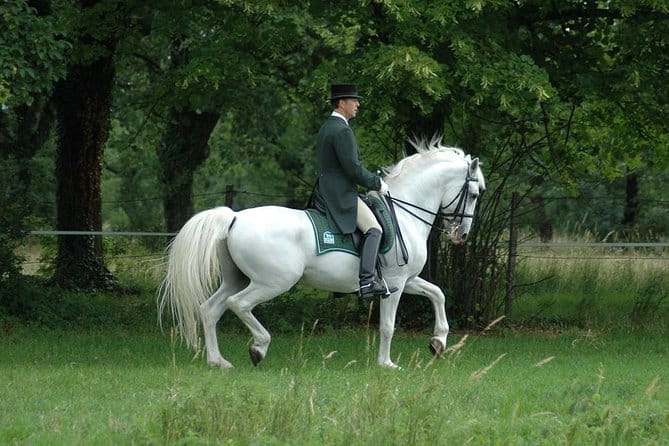 Lipica Stud Farm- Private Experience from Koper - The Return Drive and Trieste Insights