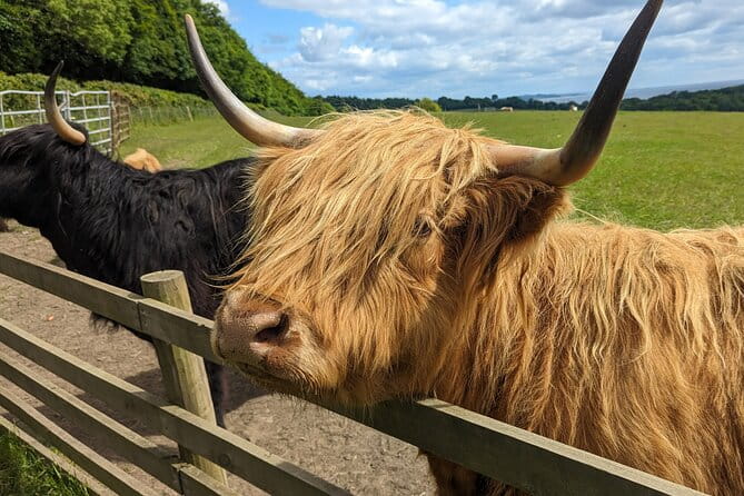 Loch Lomond, Highland Cows, Victorian Town, Kelpies Half-Day Tour - Practical Details and Tips
