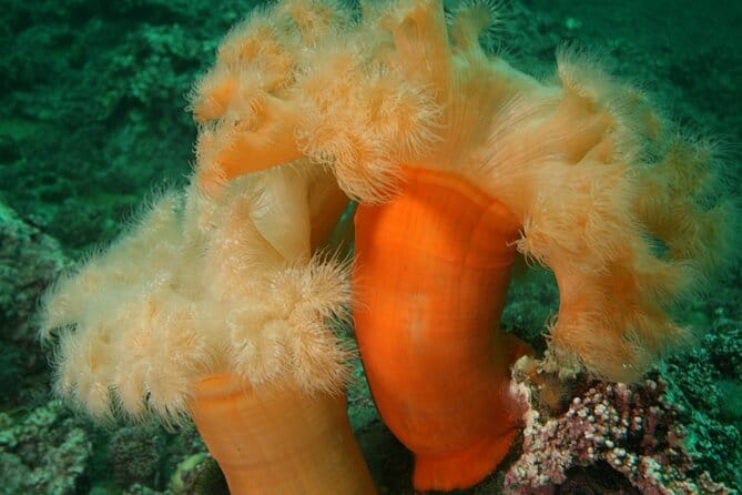 Lofoten Grand Canyon Snorkeling Tour - Why This Tour Is Worth Your Time