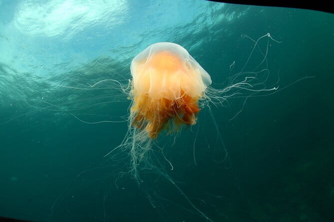 Lofoten Unique Snorkeling Experience in Dry Suit - Who Should Consider This Experience?