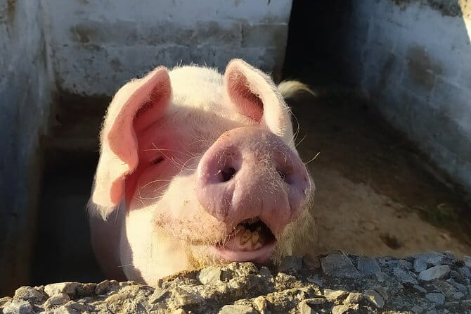 Naxos Farm Experience and cheese making - Detailed Breakdown of the Experience