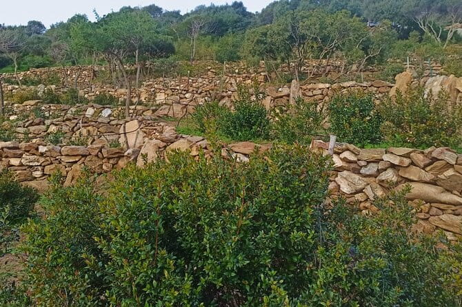 Olbia: visit a myrtle-making factory with tasting - Who Should Skip This