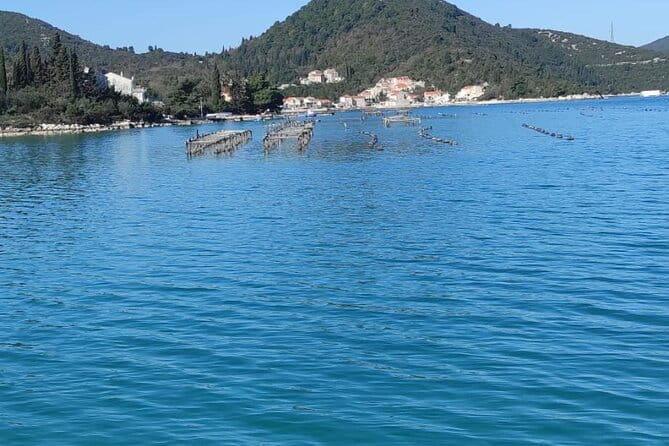 Oysters and mussels tasting with wine in Ston and Peljeac - Price and Value