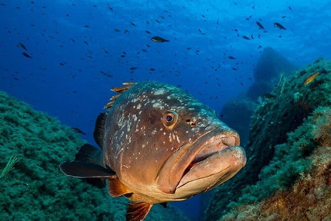 Package of 2 double dives in the Capo Carbonara Marine Protected Area - An In-Depth Look at the Two-Dive Package in Capo Carbonara
