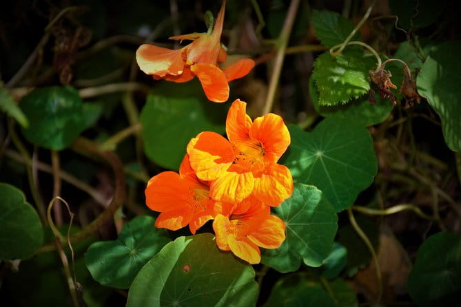 Paradise Valley Beauty Walk - Frequently Asked Questions (FAQs)