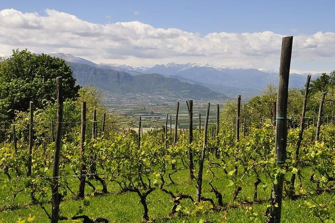 Piemonte Vineyards by Yourself from Turin - Business Car with English Chauffeur - Who Will Love This Experience?