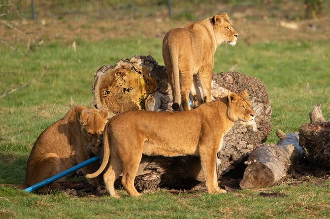 Port Lympne Day Ticket - Practical Tips for Visiting Port Lympne