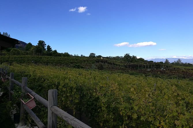 Private Day Tour: Herculaneum and Wine Tasting - The Logistics and Value