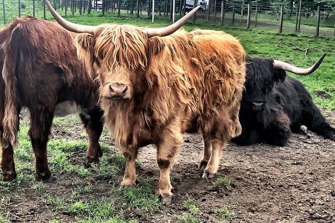 Private Day Trip Outlander Filming Locations from Edinburgh - The Experience: What You Can Expect