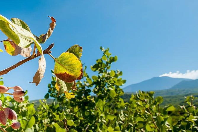 Private Etna tour and pistachio lunch in a pistachio farm - Practicalities and Tips