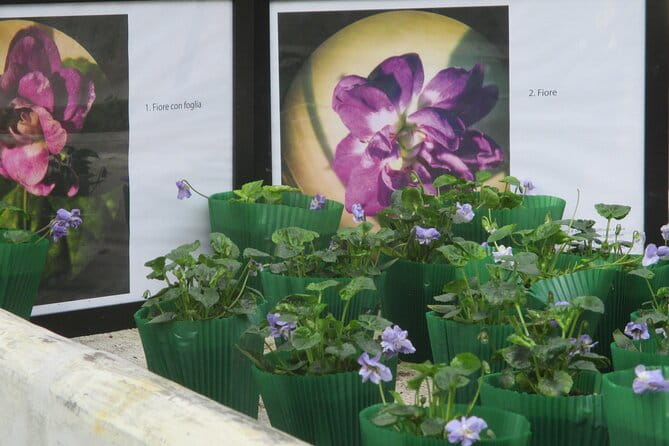 Private Half Day Tour to Parma the City of Perfume - FAQ