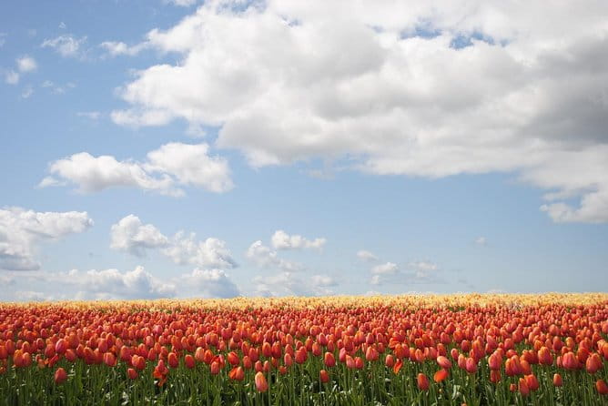 Private Half-Day Trip From Amsterdam to The Tulip Fields in Keukenhof - Pricing and Value: Is It Worth It?