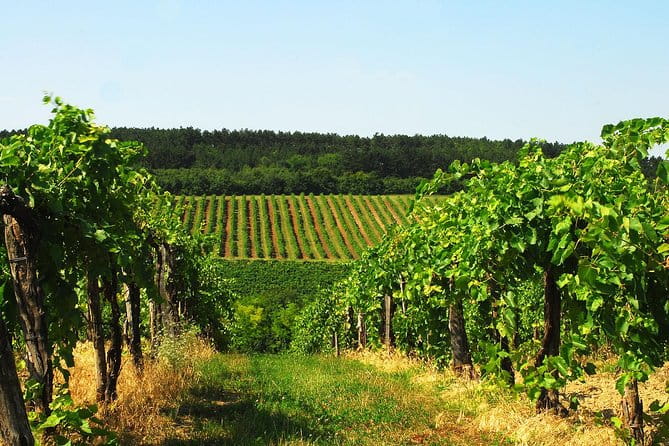 Private Lake Balaton Experience with an unforgettable Wine Tasting - Practical Details and Logistics