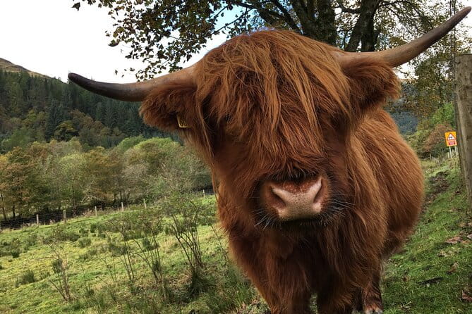 Private Loch Ness & Glencoe Day Trip from Edinburgh - The Transport and Guide Experience: Comfort and Knowledge