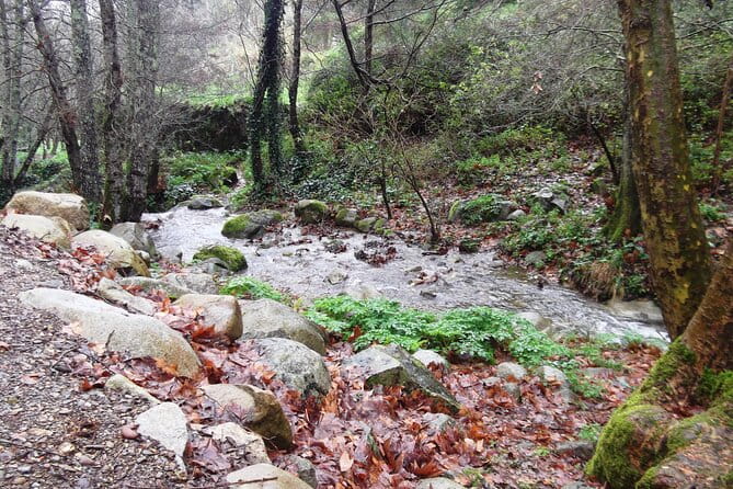 Private Monchique Guided Forest Hike w/Medronho Tasting - Visiting the Distillery and Tasting Medronho