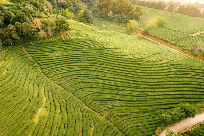 Private 'Sao Miguel Highlights' Tour for groups up to 8 - Coffee Break & Ribeira Grande