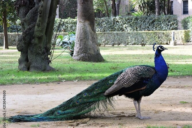 Private Sevilla Tour for families with children and teens... - What the Tour Includes and What It Doesn’t