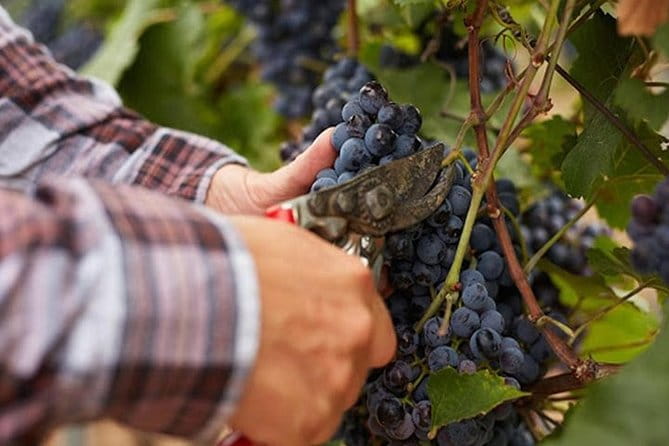Private visit to the cellars of Etna with wine tasting - Who Is This Tour Best For?