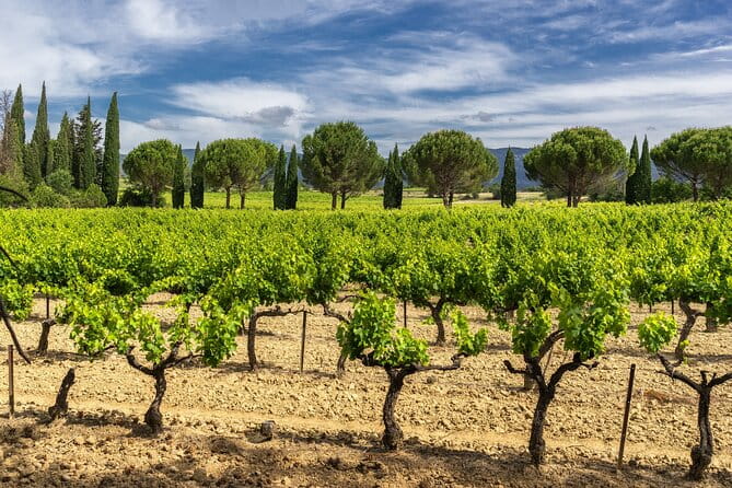 Provence small group half-day wine tour from Aix - Who Will Love This Tour?