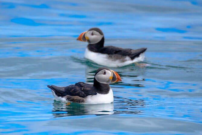 Puffin Watching Speedboat Express - A Detailed Look at the Puffin Watching Speedboat Experience