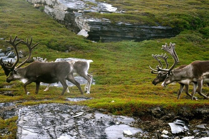 Ranua Zoo and BBQ - Who Will Love This Tour?