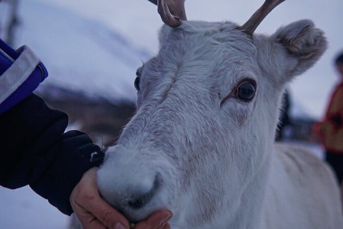 Reindeer Feeding and Sami Culture Afternoon Departure - Transport, Timing, and Group Size