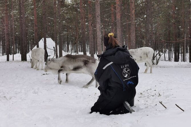 REINDEER FEEDING - Join us for a unique moment with our reindeer - Who This Tour Is Best For