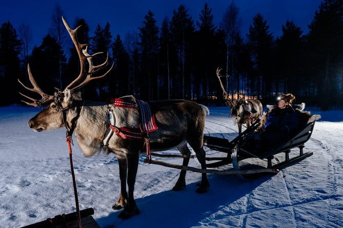 Reindeer sleigh ride across the night in Apukka Resort Rovaniemi - The Reindeer and Forest: A Silent Journey