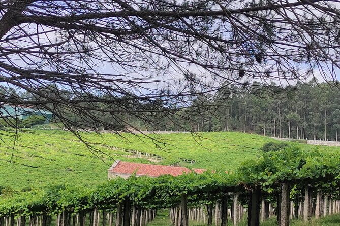 Rias Baixas PRIVATE Shore tour - Isla de la Toja: A Touch of Elegance and Tradition