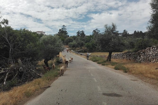 Schist Villages of Lousã, full-day from Coimbra - The Itinerary: Breaking Down the Day