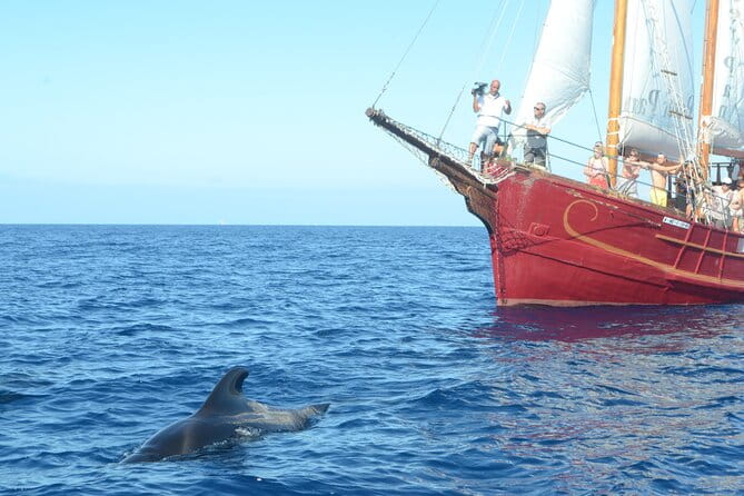 Sealife Dolphin & Whale Watching aboard Portuguese schooner - The Practical Details: Logistics and Value