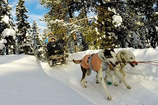 Sit Down Husky Ride Dog Sled Tour in Kiruna - What to Expect & Practical Details