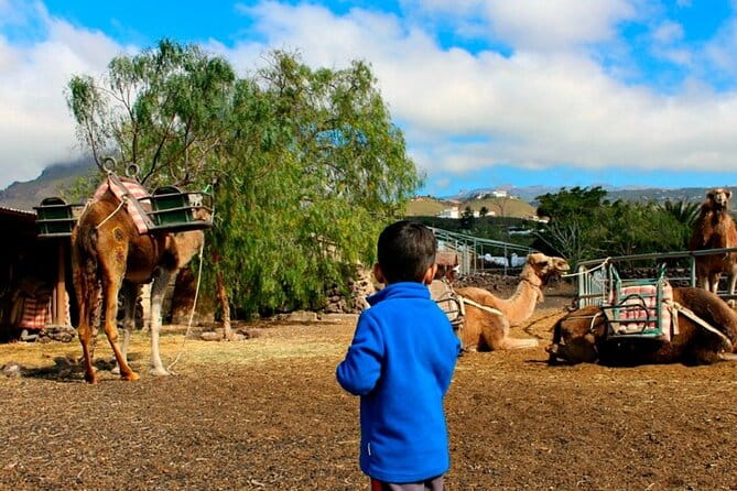 Skip the Line: Camel Park Tenerife Ticket - Visiting Tenerife’s First Camel Park: What to Expect
